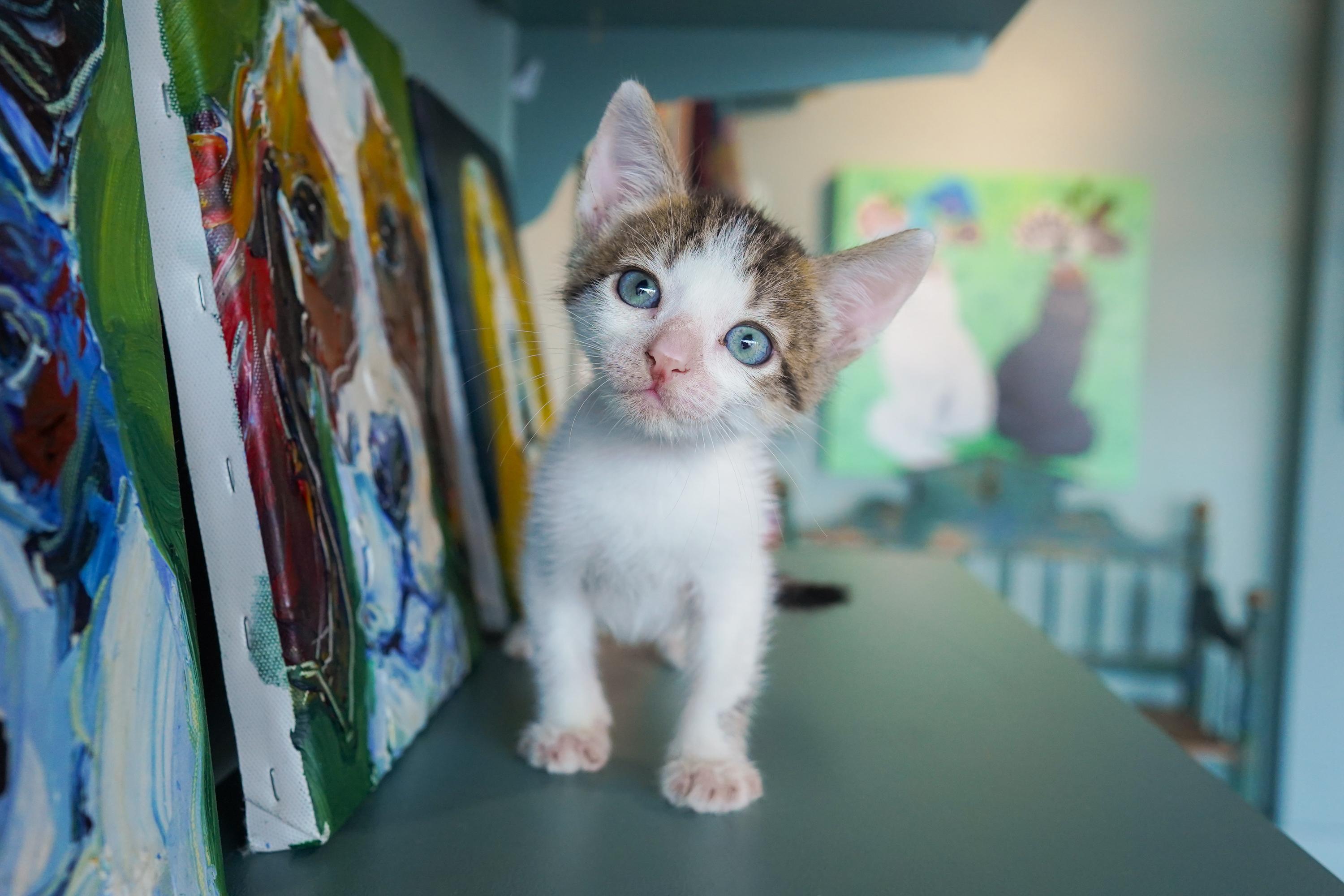 Enlarge Scar, a Adoptable Domestic Short Hair in San Antonio, TX image 2/3