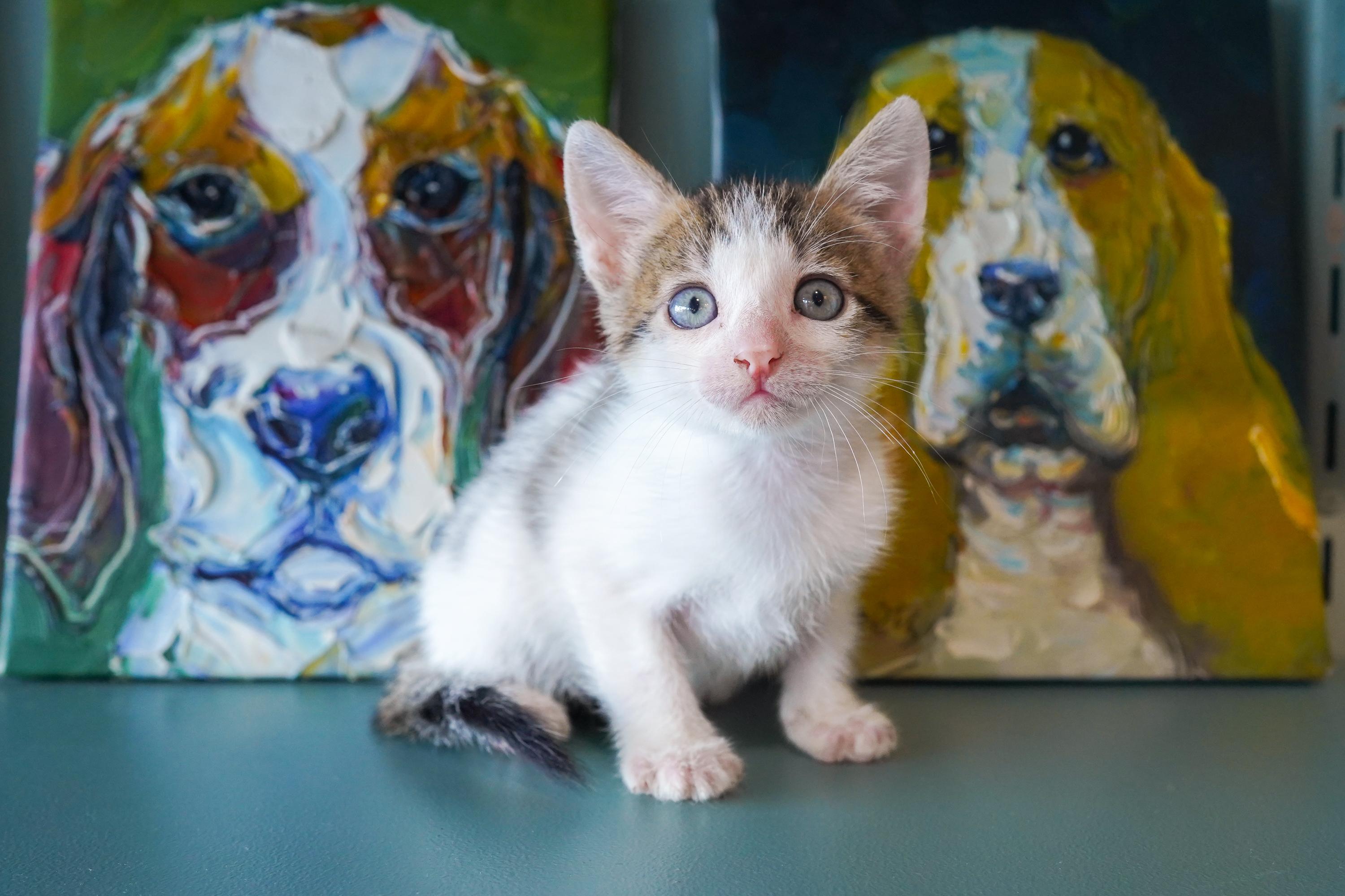 Enlarge Scar, a Adoptable Domestic Short Hair in San Antonio, TX image 3/3