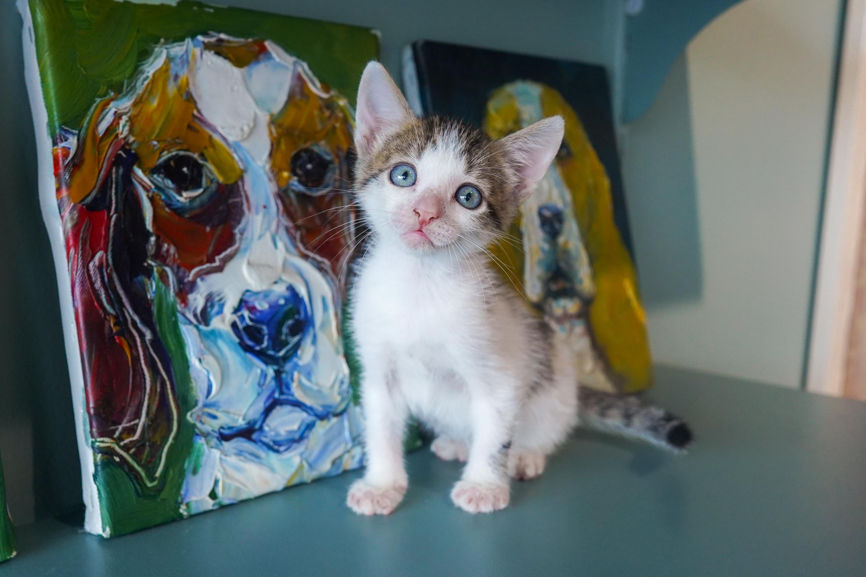 Enlarge Scar, a Adoptable Domestic Short Hair in San Antonio, TX image 1/3