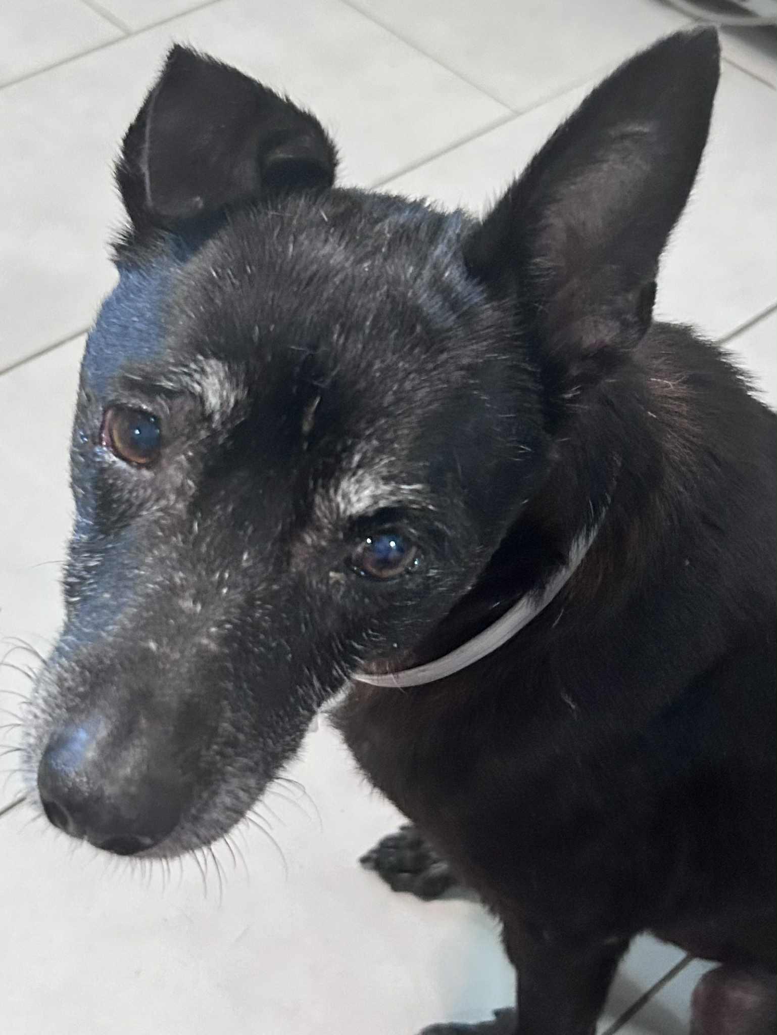 Augie — thumbnail 2