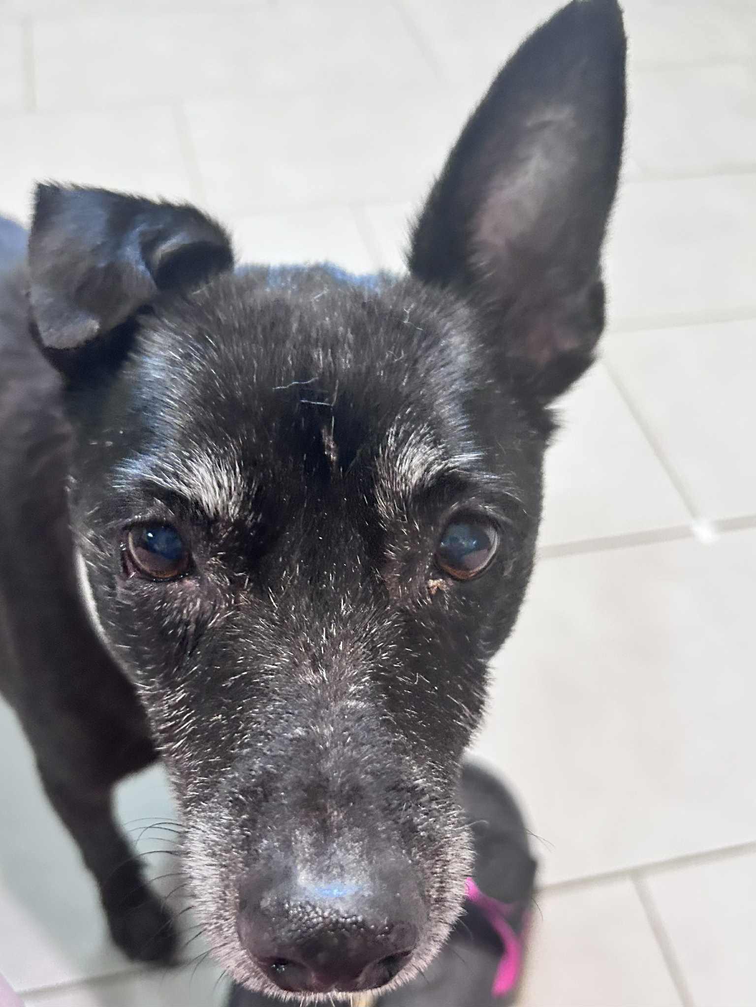 Augie — thumbnail 3