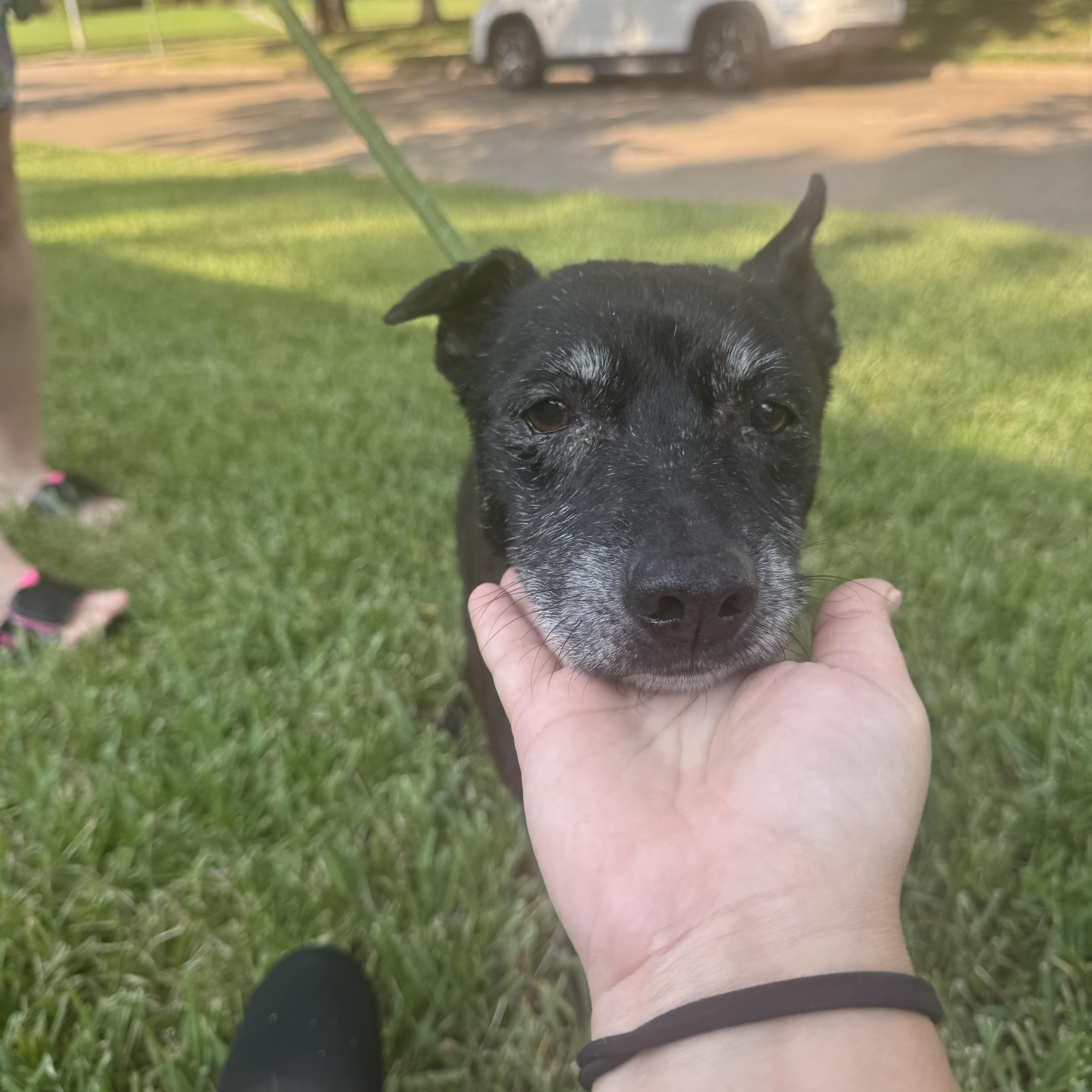 Augie — thumbnail 4