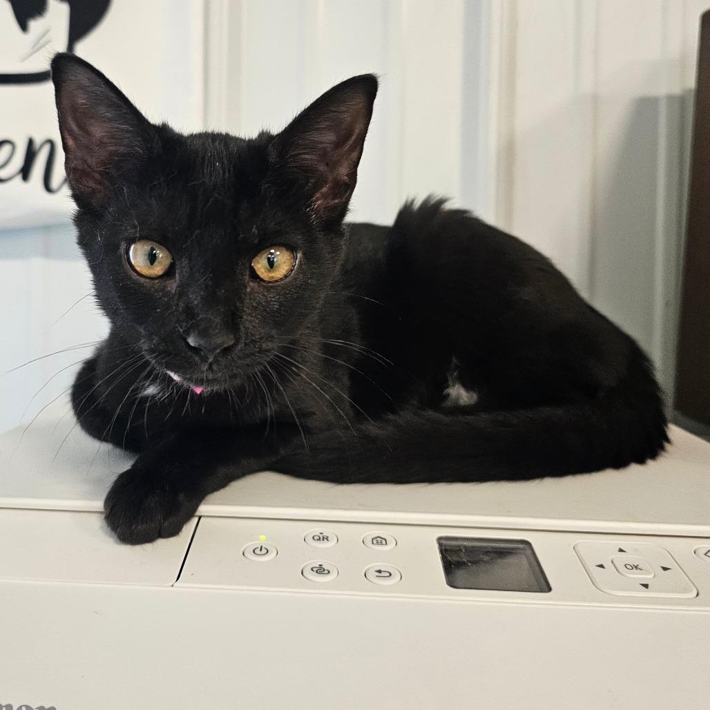 Dolly, Adoptable, Kitten Female Domestic Short Hair.