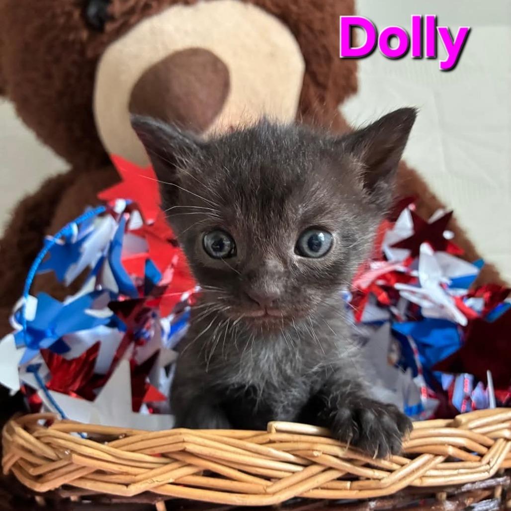 Enlarge Dolly, a Adoptable Domestic Short Hair in Corydon, IN image 2/2