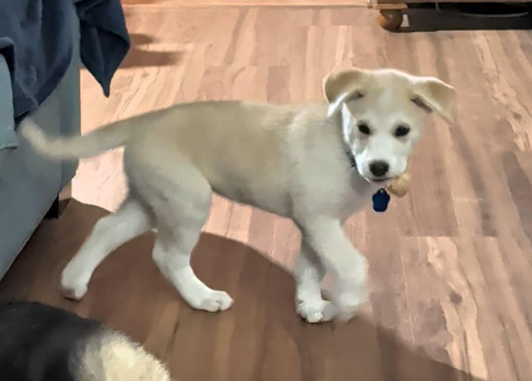 Harvest, ADOPTABLE, Puppy Male Husky.