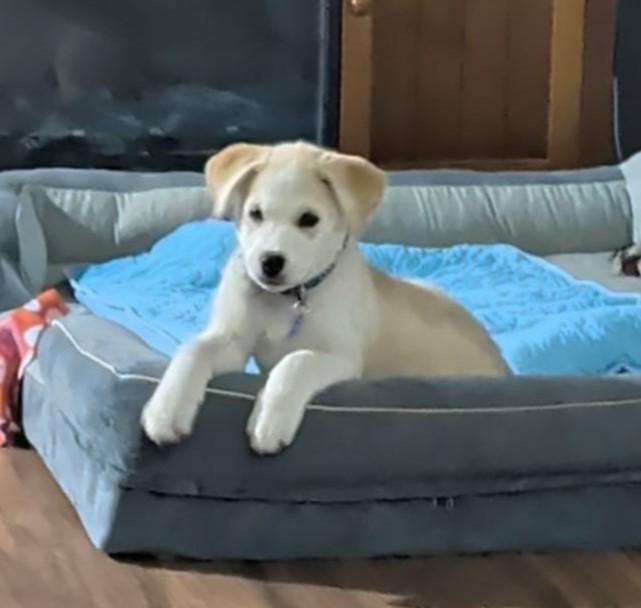 Harvest, a ADOPTABLE mixed breed in Lewiston, ID image 2/2