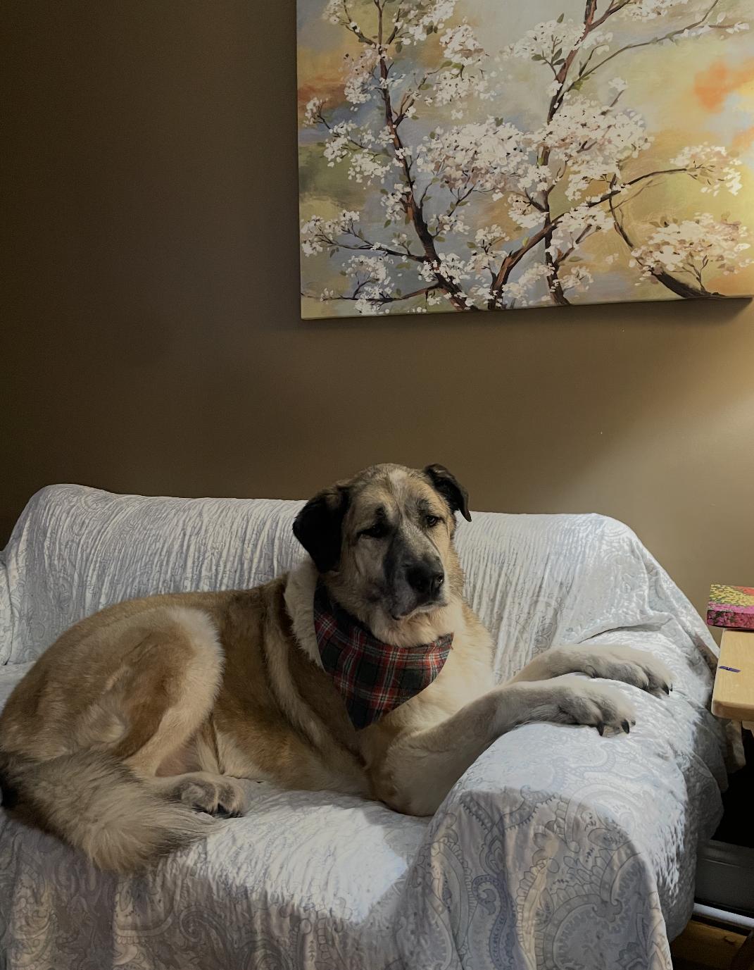 Enlarge Titan, a Adoptable mixed breed in Erie, PA image 6/6