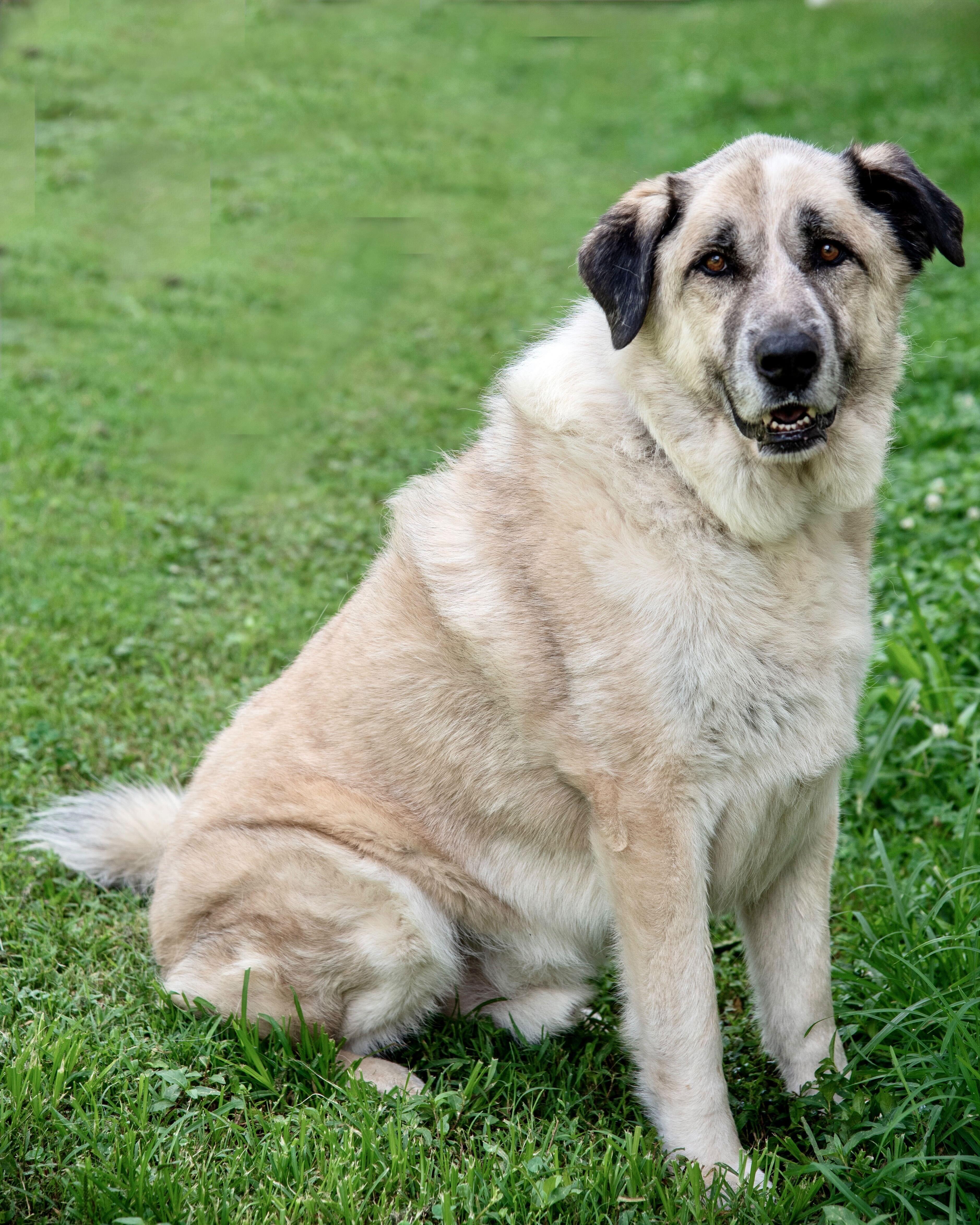 Enlarge Titan, a Adoptable mixed breed in Erie, PA image 2/6