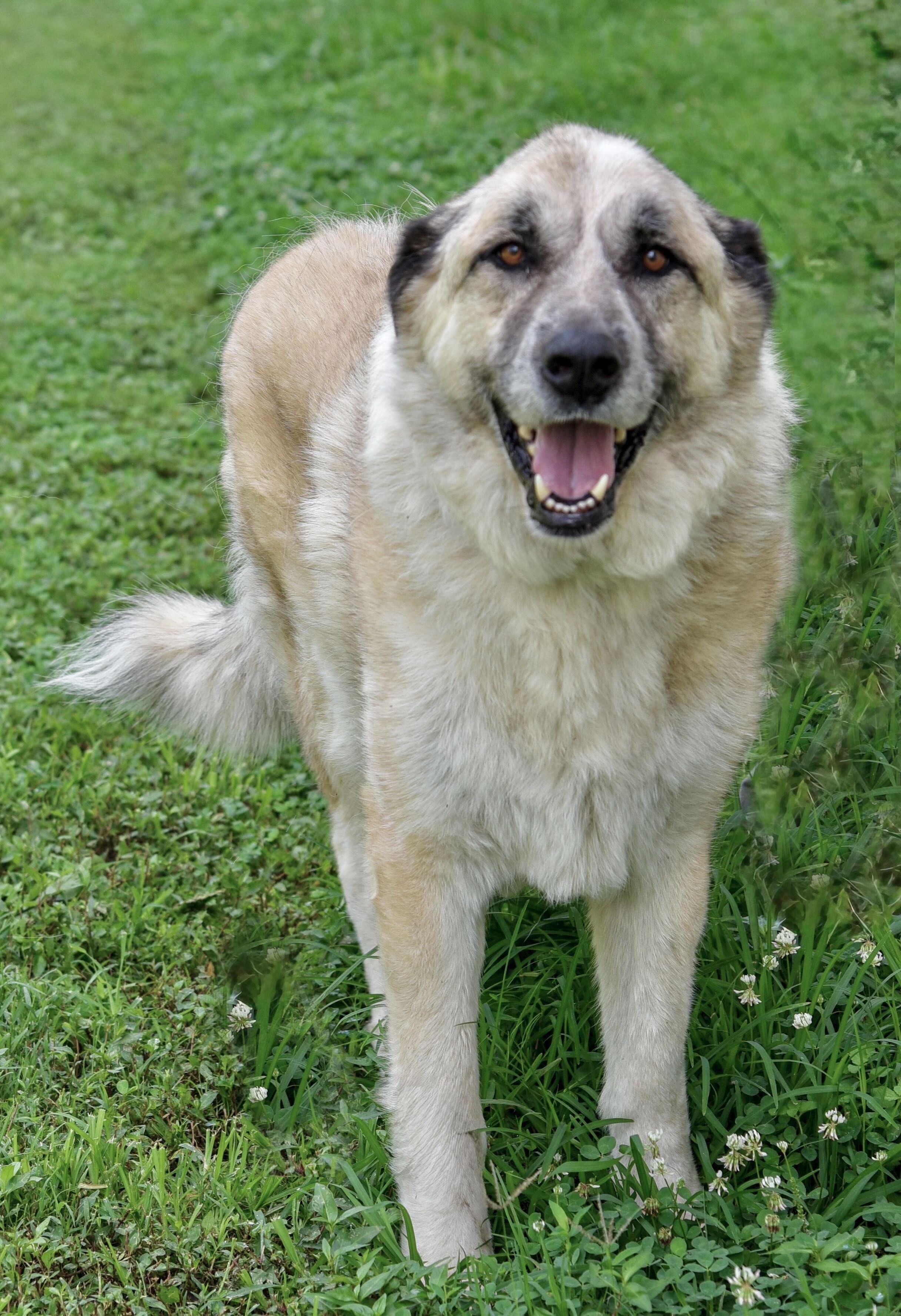 Enlarge Titan, a Adoptable mixed breed in Erie, PA image 5/6