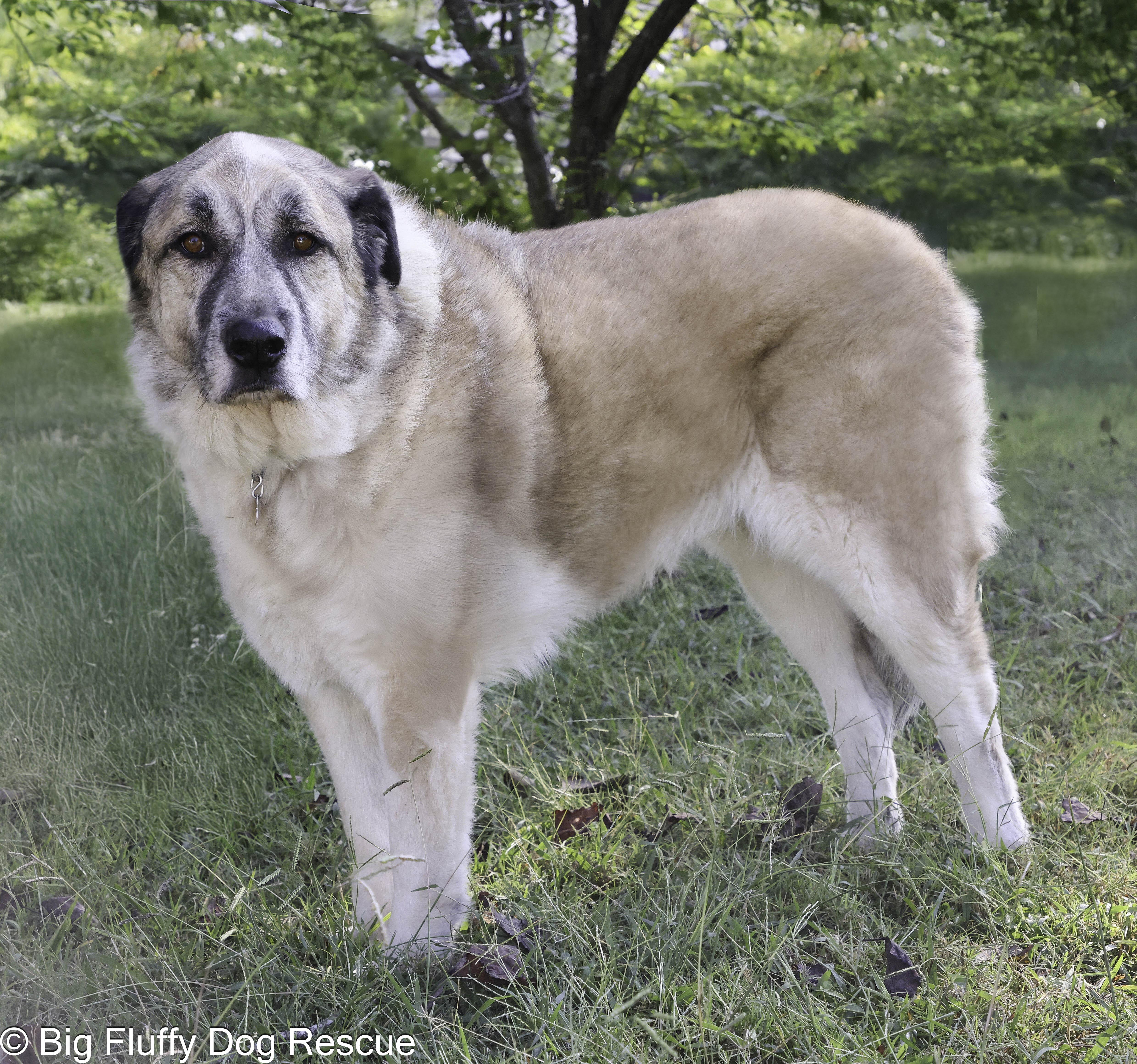 Enlarge Titan, a Adoptable mixed breed in Erie, PA image 3/6
