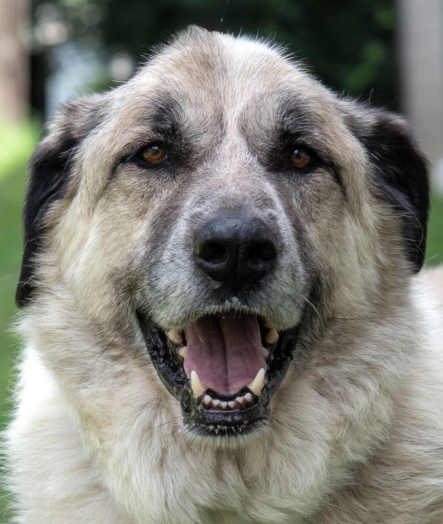 Enlarge Titan, a Adoptable mixed breed in Erie, PA image 1/6