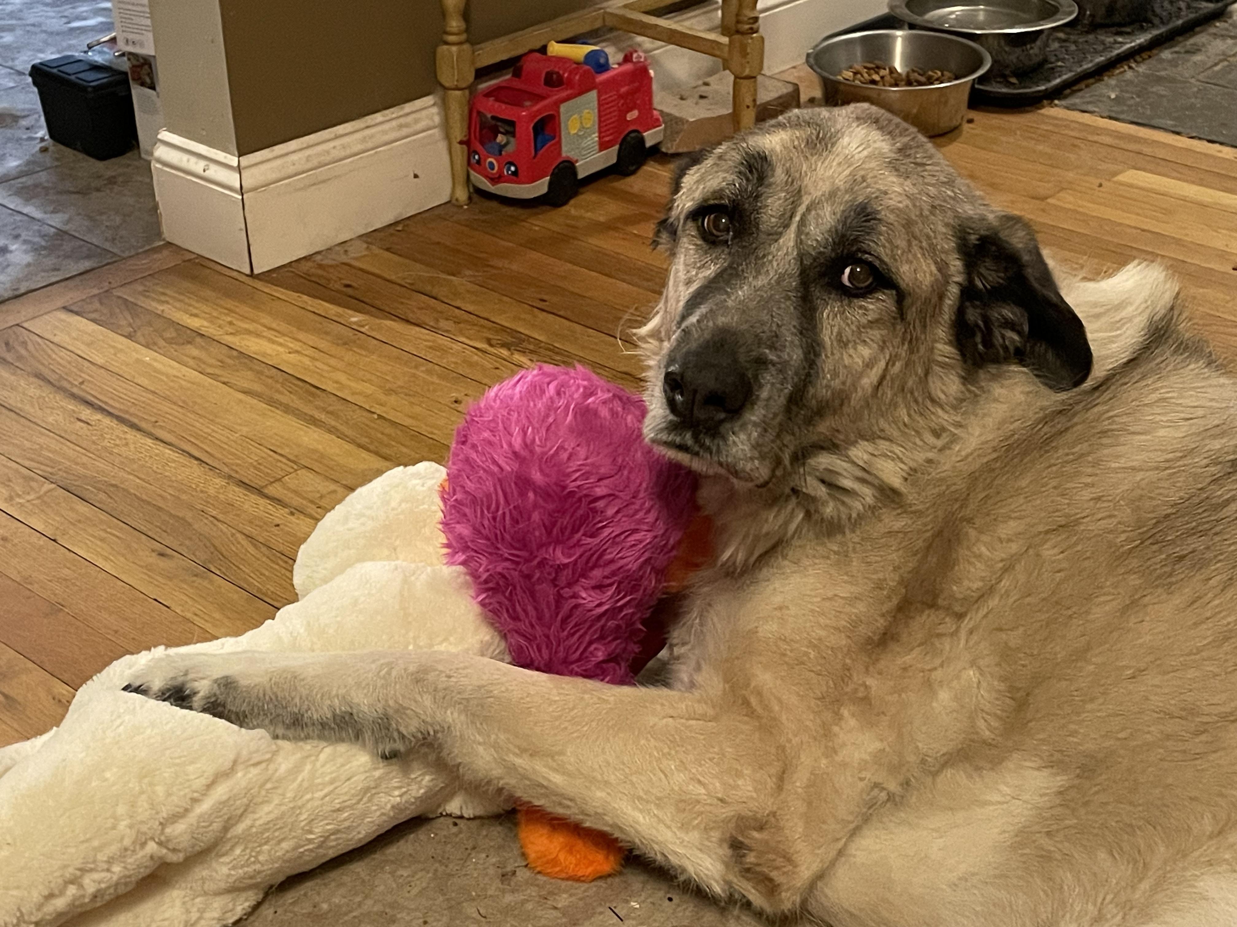 Enlarge Titan, a Adoptable mixed breed in Erie, PA image 4/6