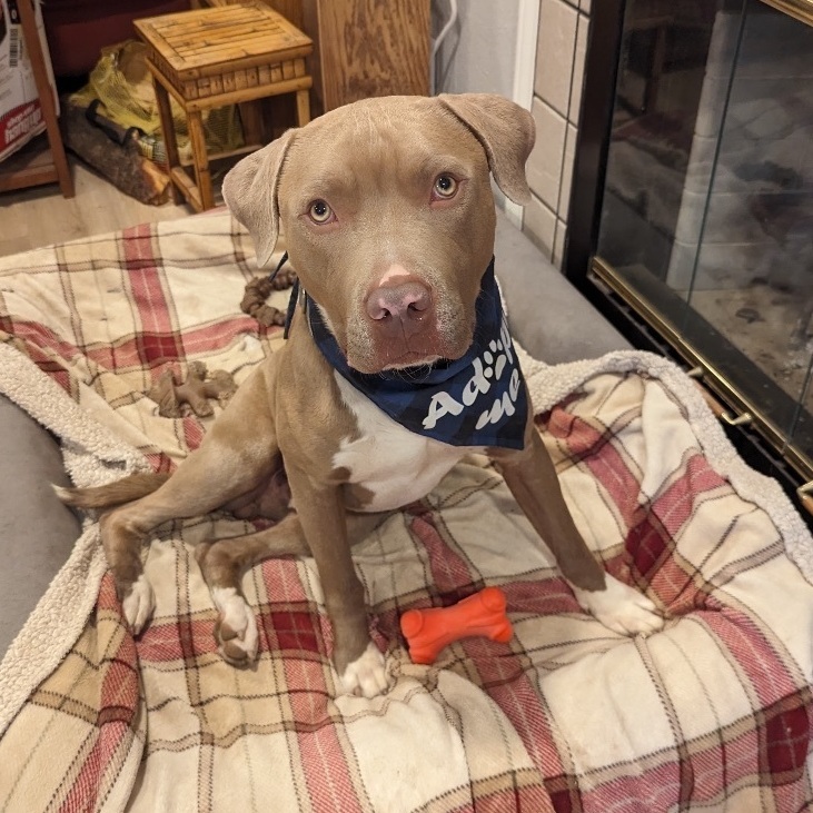 Ori, a Adopted mixed breed in Austin, TX image 2/6