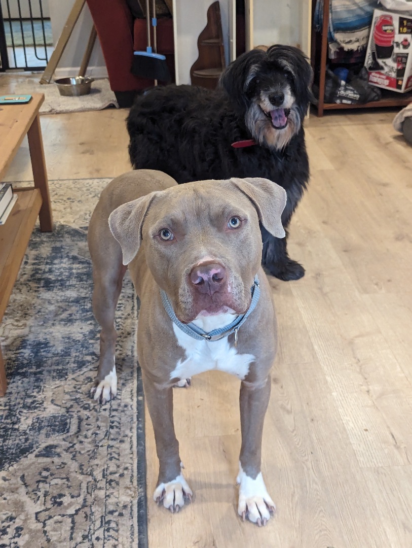 Ori, a Adopted mixed breed in Austin, TX image 5/6