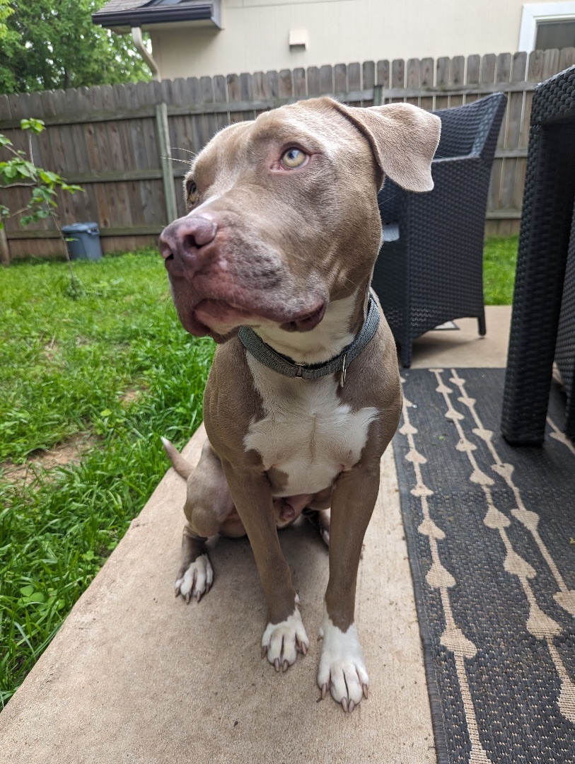 Ori, a Adopted mixed breed in Austin, TX image 1/6