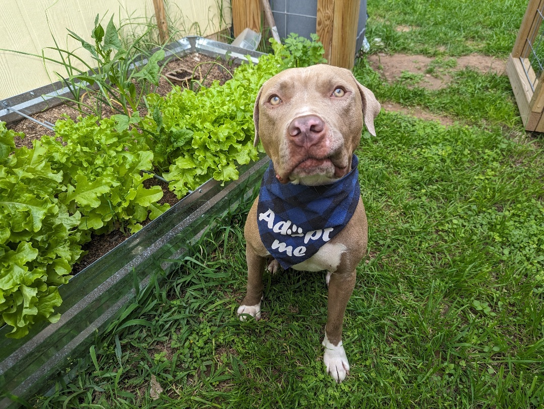 Ori, a Adopted mixed breed in Austin, TX image 4/6