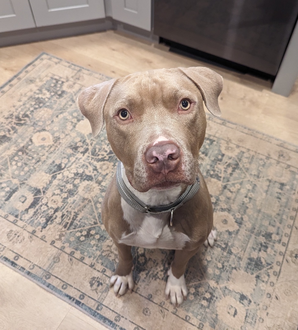 Ori, a Adopted mixed breed in Austin, TX image 3/6