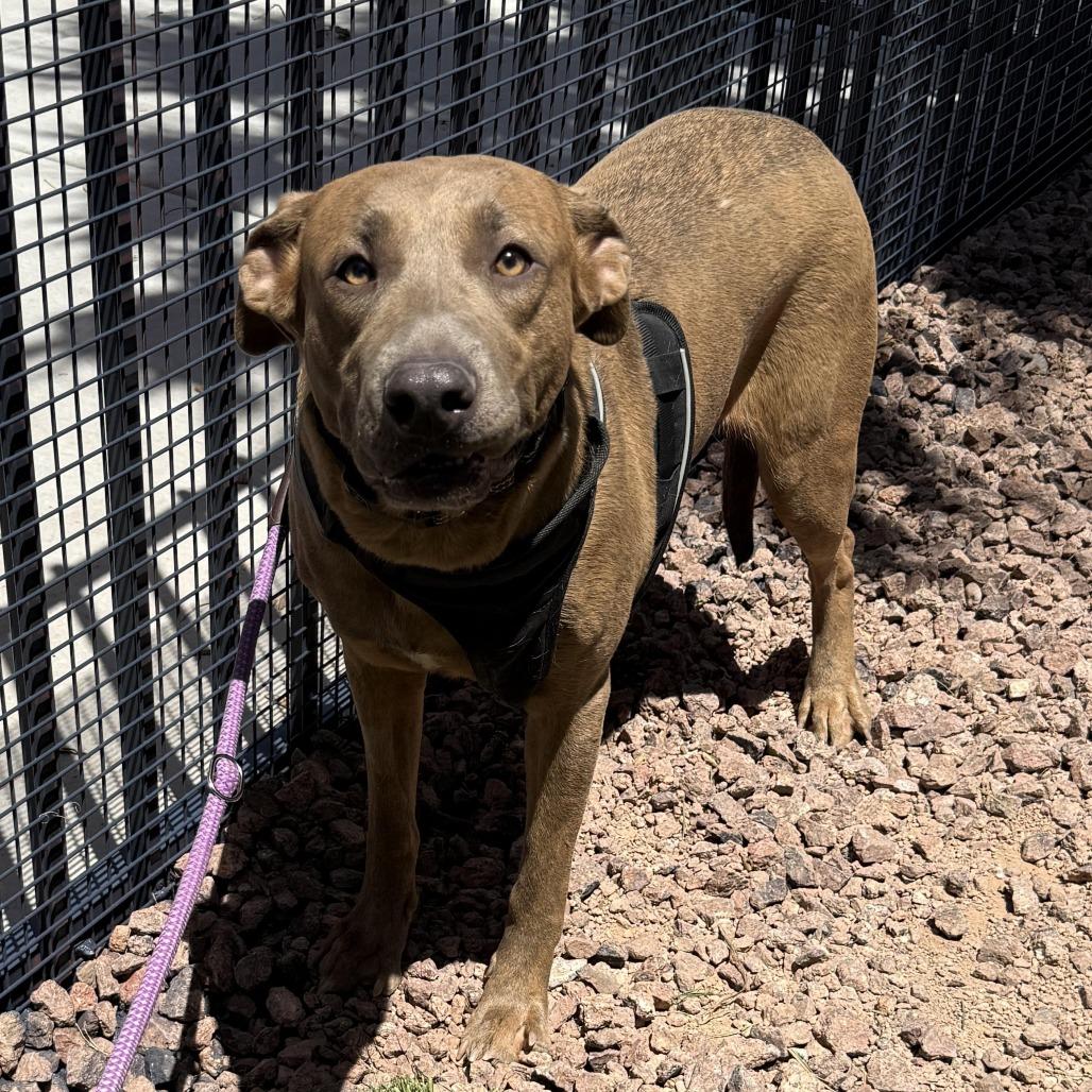 Enlarge Sheila Rooks, a Adoptable mixed breed in Las Vegas, NV image 2/3