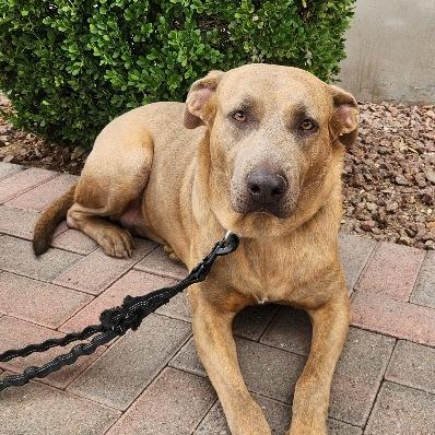 Enlarge Sheila Rooks, a Adoptable mixed breed in Las Vegas, NV image 1/5