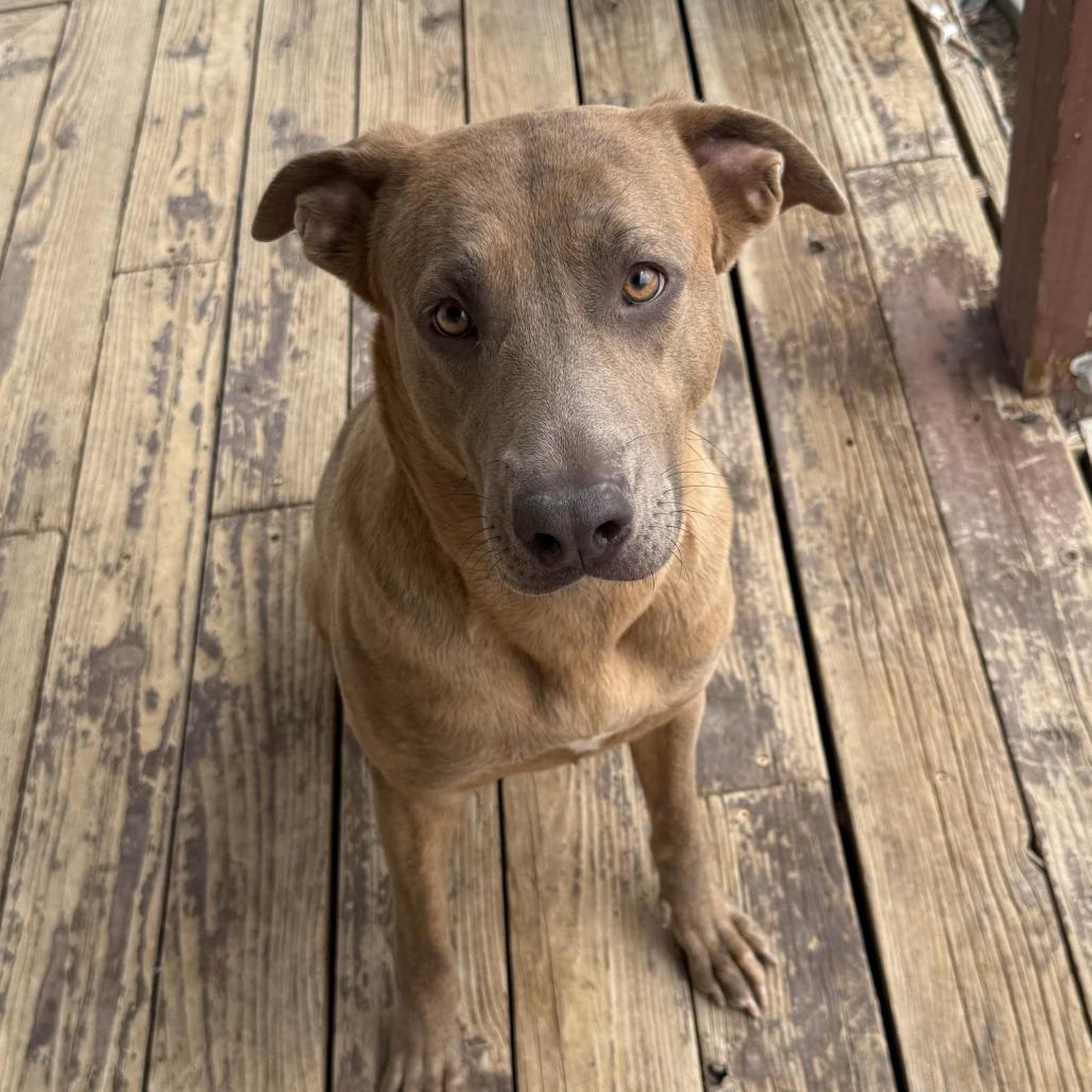 Sheila Rooks, Adoptable, Adult Female Pit Bull Terrier & Belgian Shepherd / Malinois.