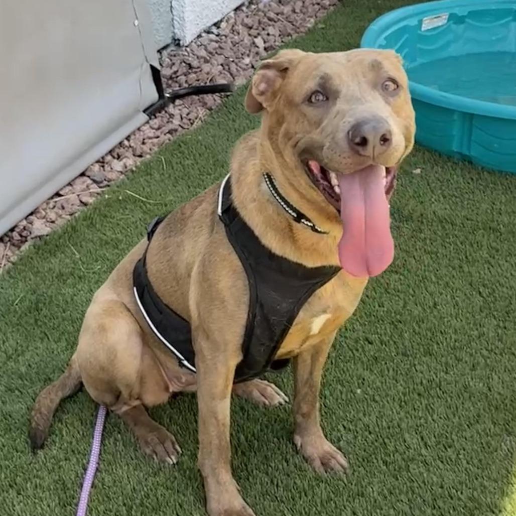 Enlarge Sheila Rooks, a Adoptable mixed breed in Las Vegas, NV image 3/3