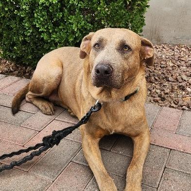 Enlarge Sheila Rooks, a Adoptable mixed breed in Las Vegas, NV image 3/5
