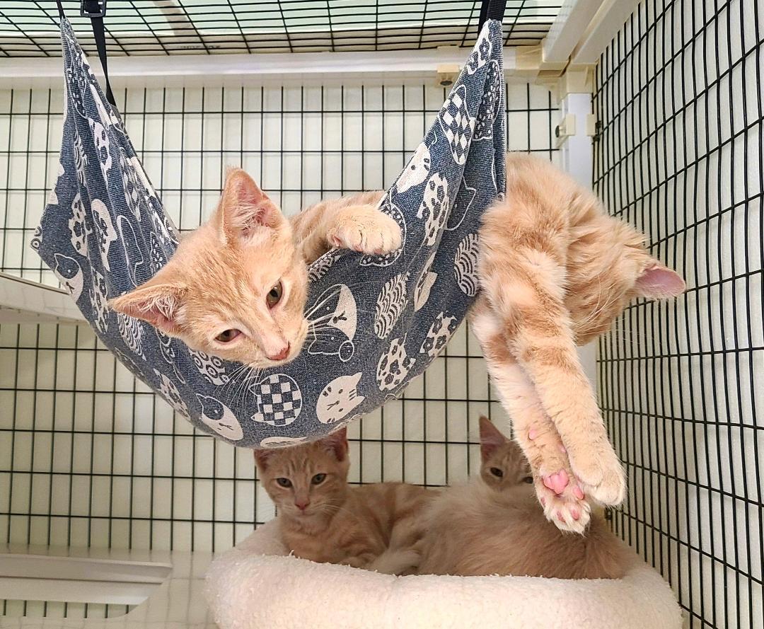 Zootopia Litter, Adoptable, Kitten Male Domestic Long Hair.