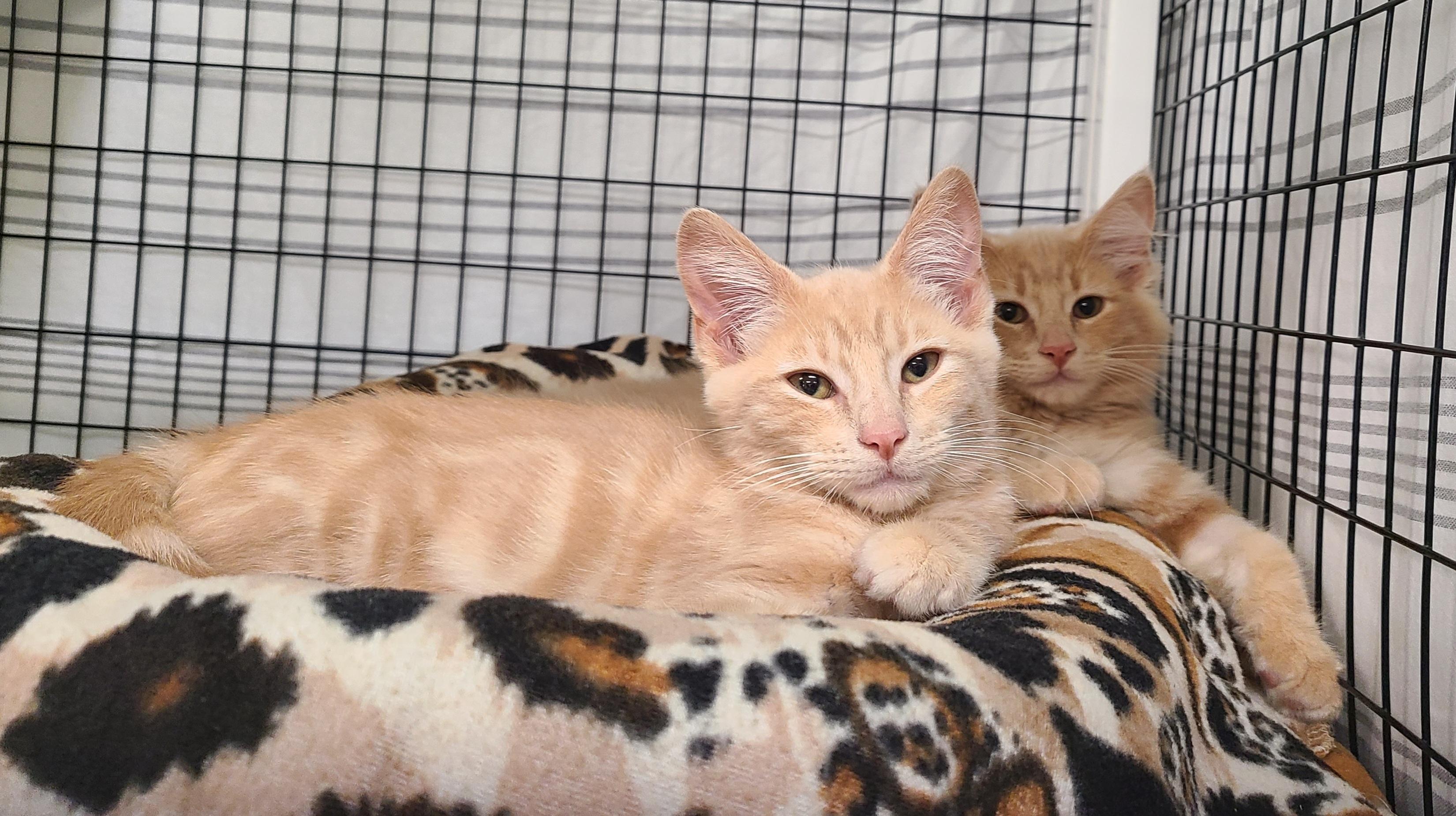 Enlarge Zootopia Litter, a Adoptable Domestic Long Hair in Kirkland, WA image 2/2