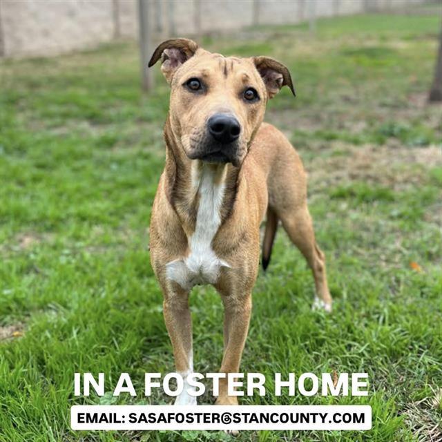 MORGAN, Adoptable, Adult Female American Staffordshire Terrier & Mixed Breed.