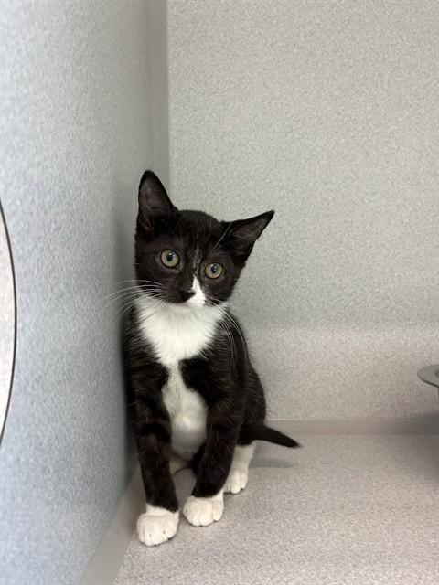 MANDY, Adoptable, Kitten Female Domestic Short Hair.