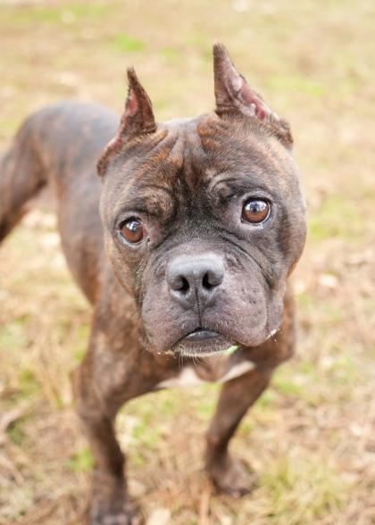 Enlarge McCoy 60543, a Adoptable mixed breed in Aiken, SC image 1/4