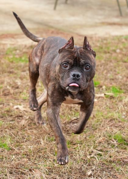 McCoy 60543, Adoptable, Adult Male Pit Bull Terrier & Mixed Breed.