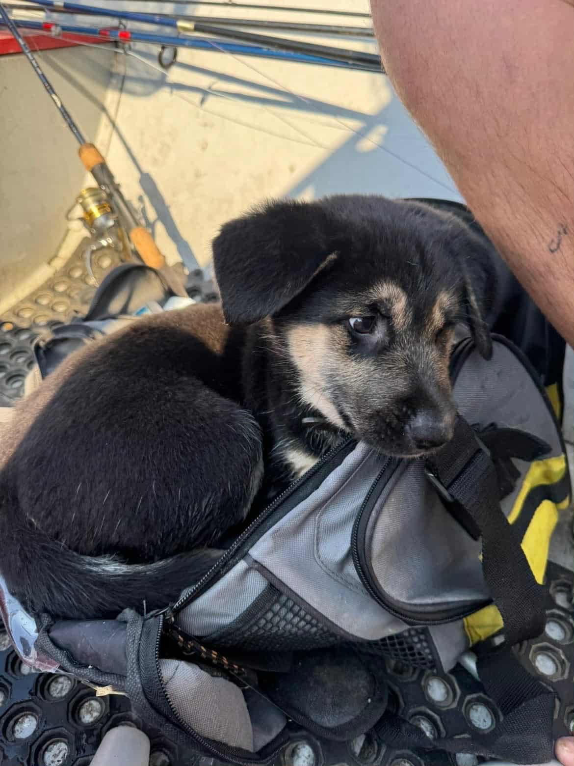 Marta, an adoptable German Shepherd Dog in Langley, BC, V3A 4C4 | Photo Image 3