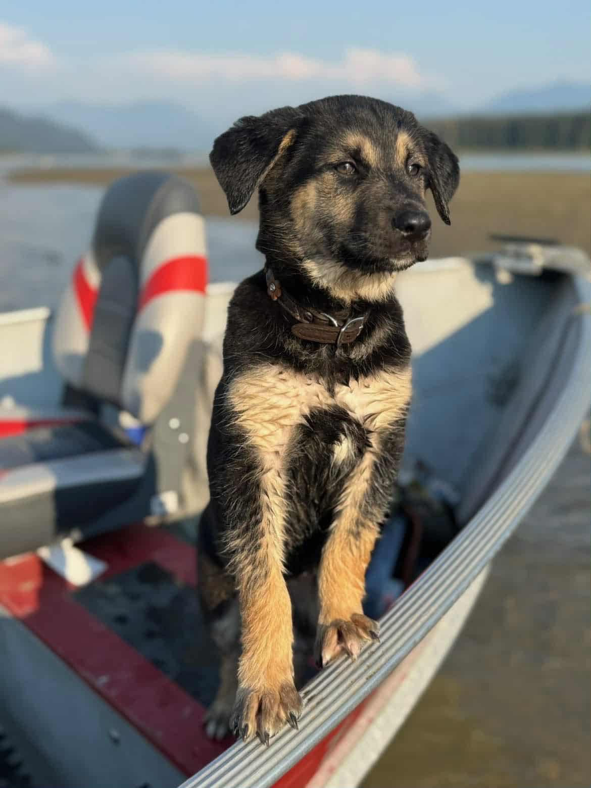 Marta, an adoptable German Shepherd Dog in Langley, BC, V3A 4C4 | Photo Image 2