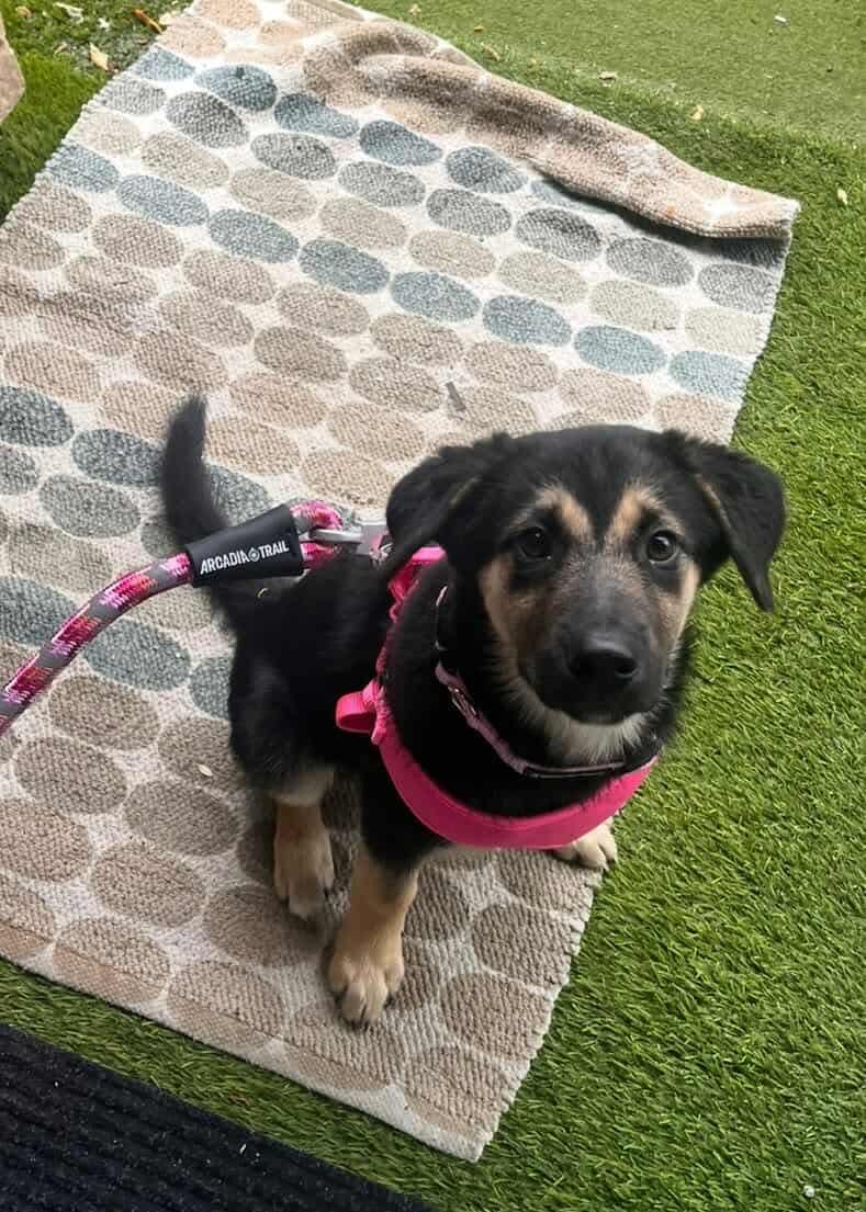 Marta, an adoptable German Shepherd Dog in Langley, BC, V3A 4C4 | Photo Image 4