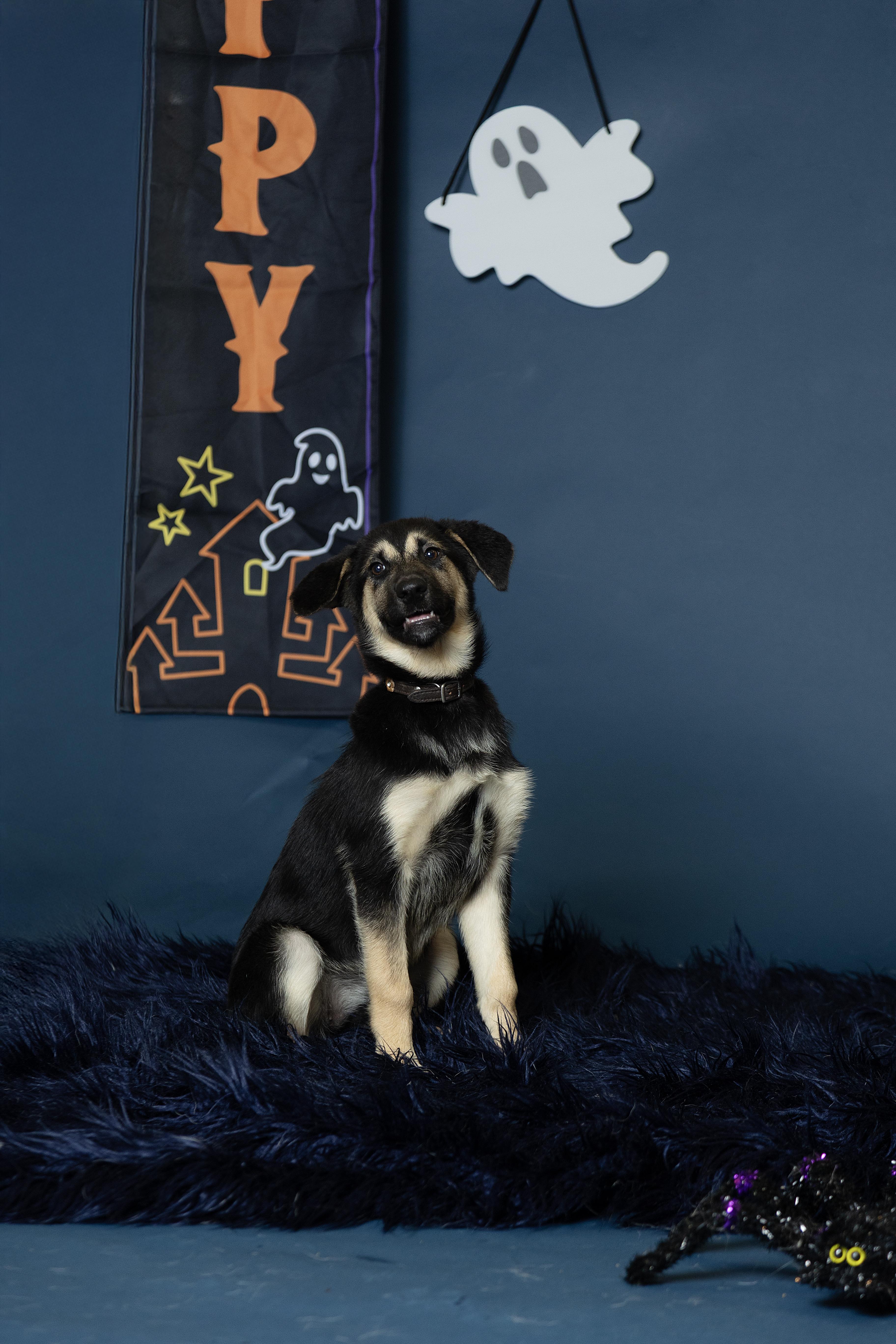 Marta, an adoptable German Shepherd Dog in Langley, BC, V3A 4C4 | Photo Image 1