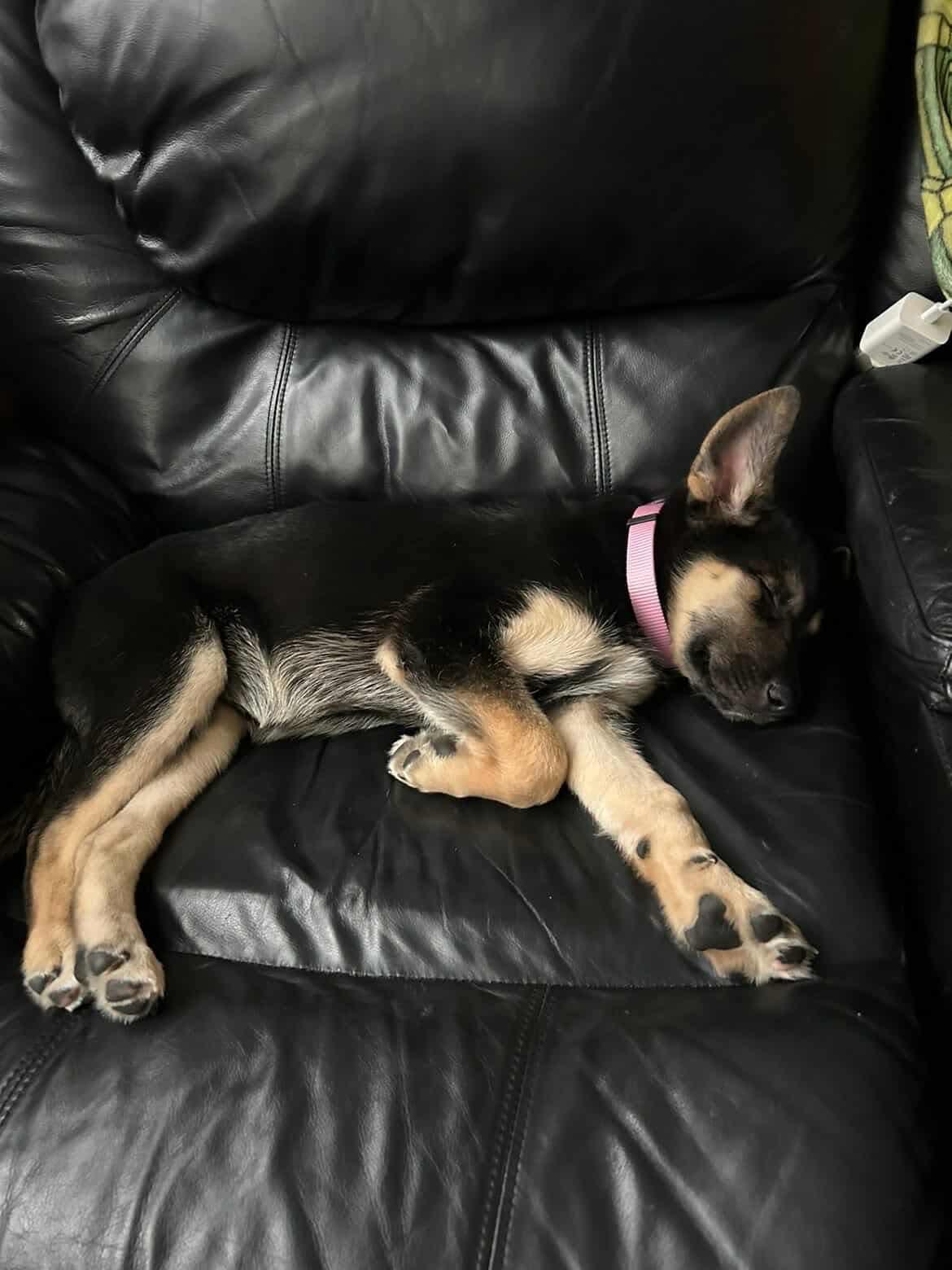 Marta, an adoptable German Shepherd Dog in Langley, BC, V3A 4C4 | Photo Image 6