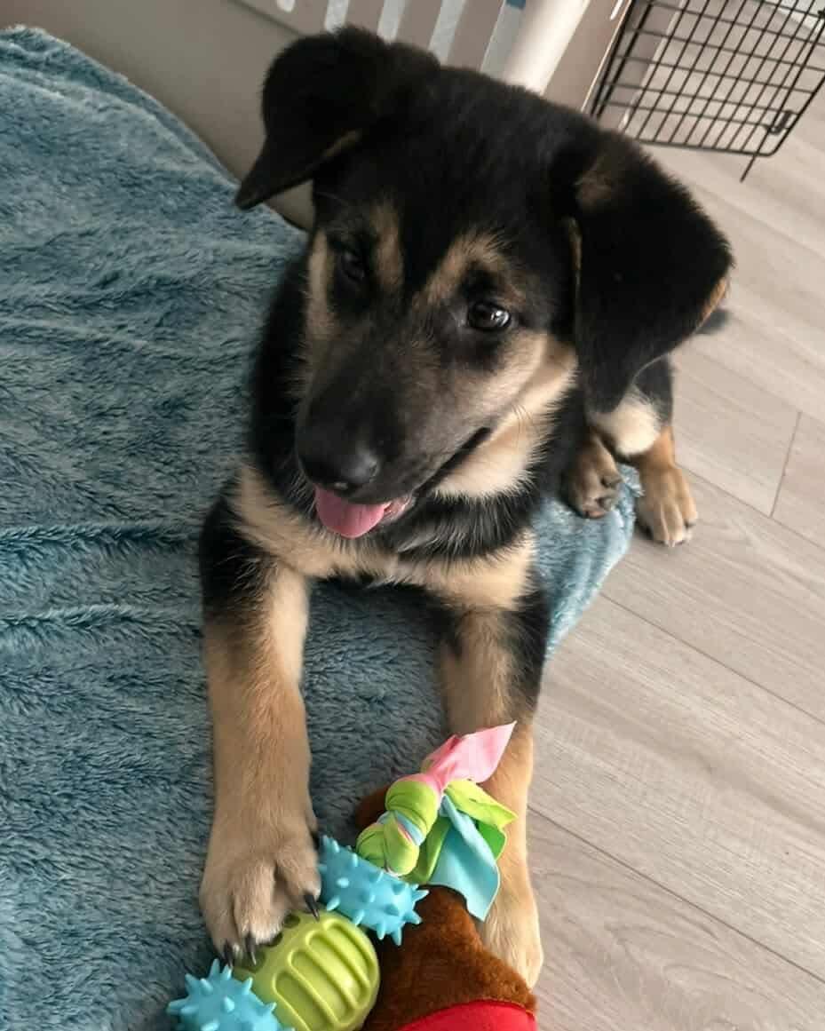 Marta, an adoptable German Shepherd Dog in Langley, BC, V3A 4C4 | Photo Image 5