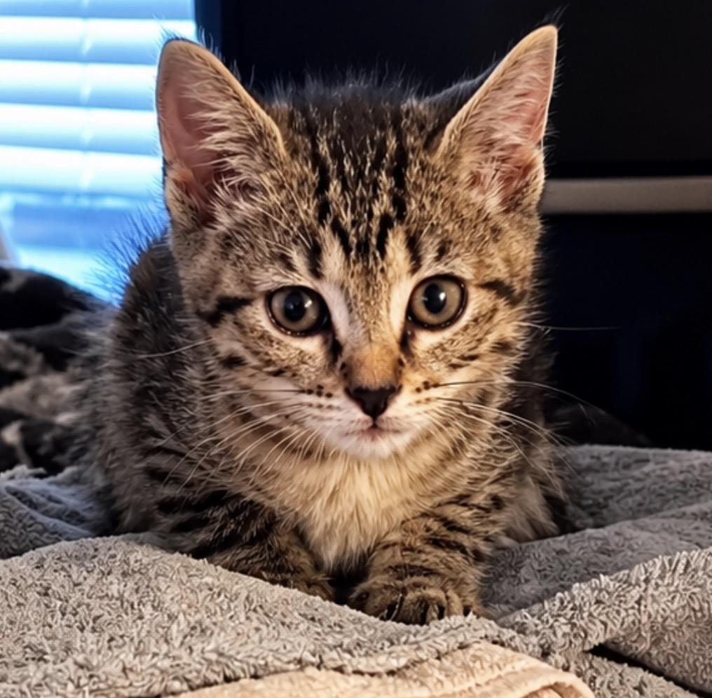 Vivian, an adopted Tabby in Maineville, OH image 2/2