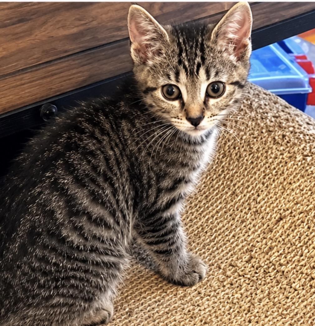 Vivian, adopted, Kitten Female Tabby.