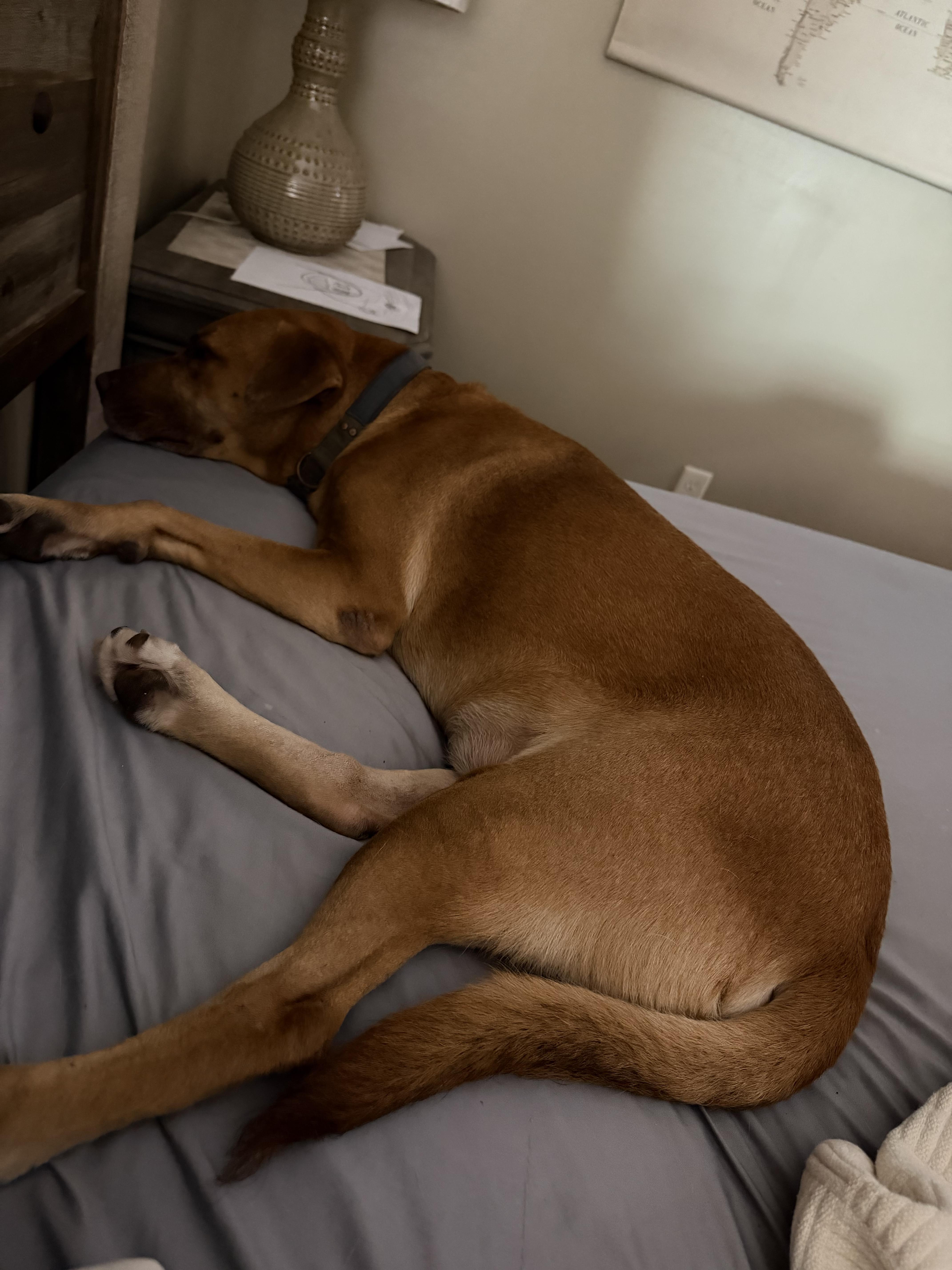 Enlarge Covey, a ADOPTABLE mixed breed in Douglas, GA image 2/2