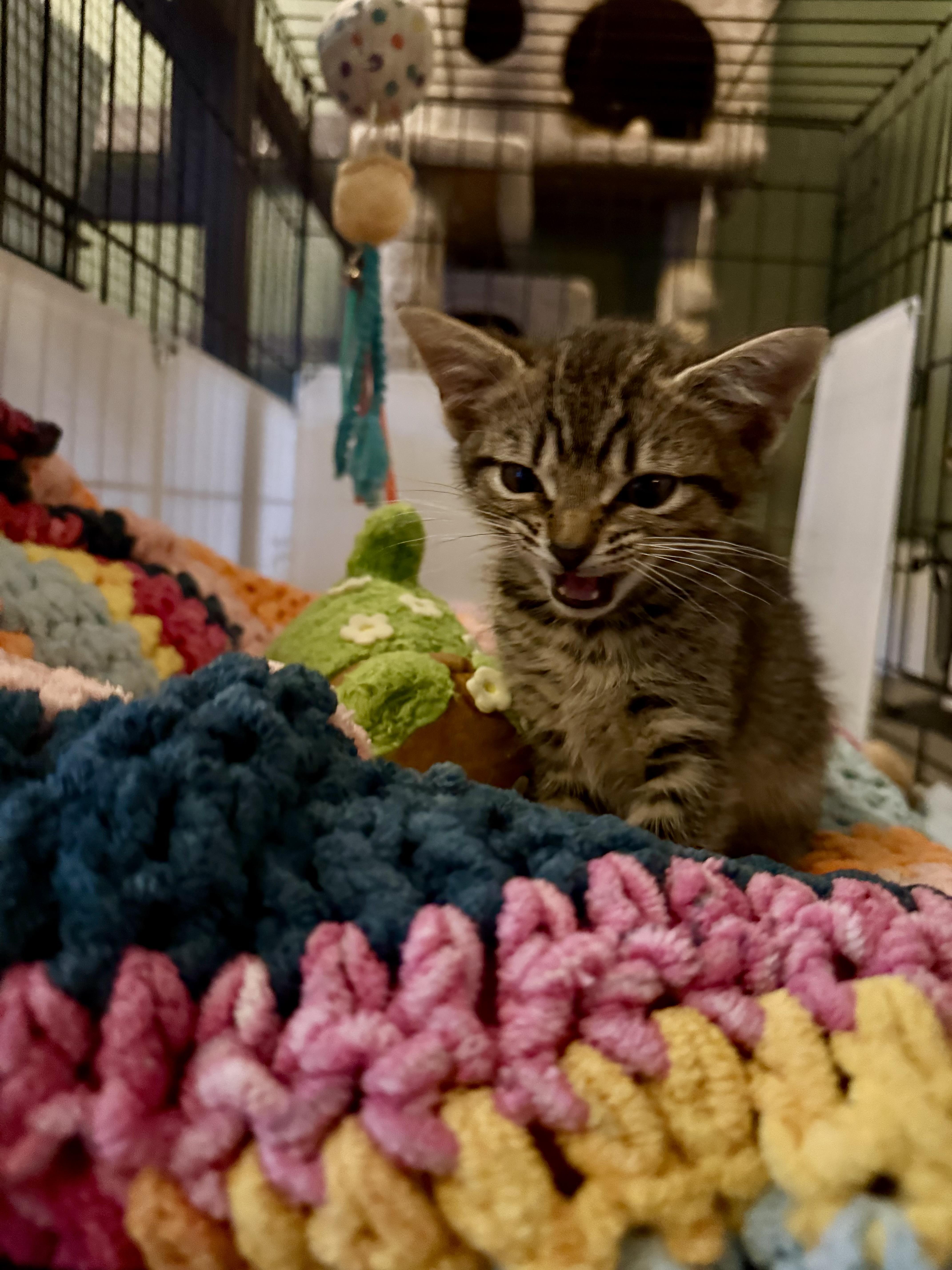 Enlarge Viserion, a Adoptable Domestic Short Hair in Richmond, VA image 4/6