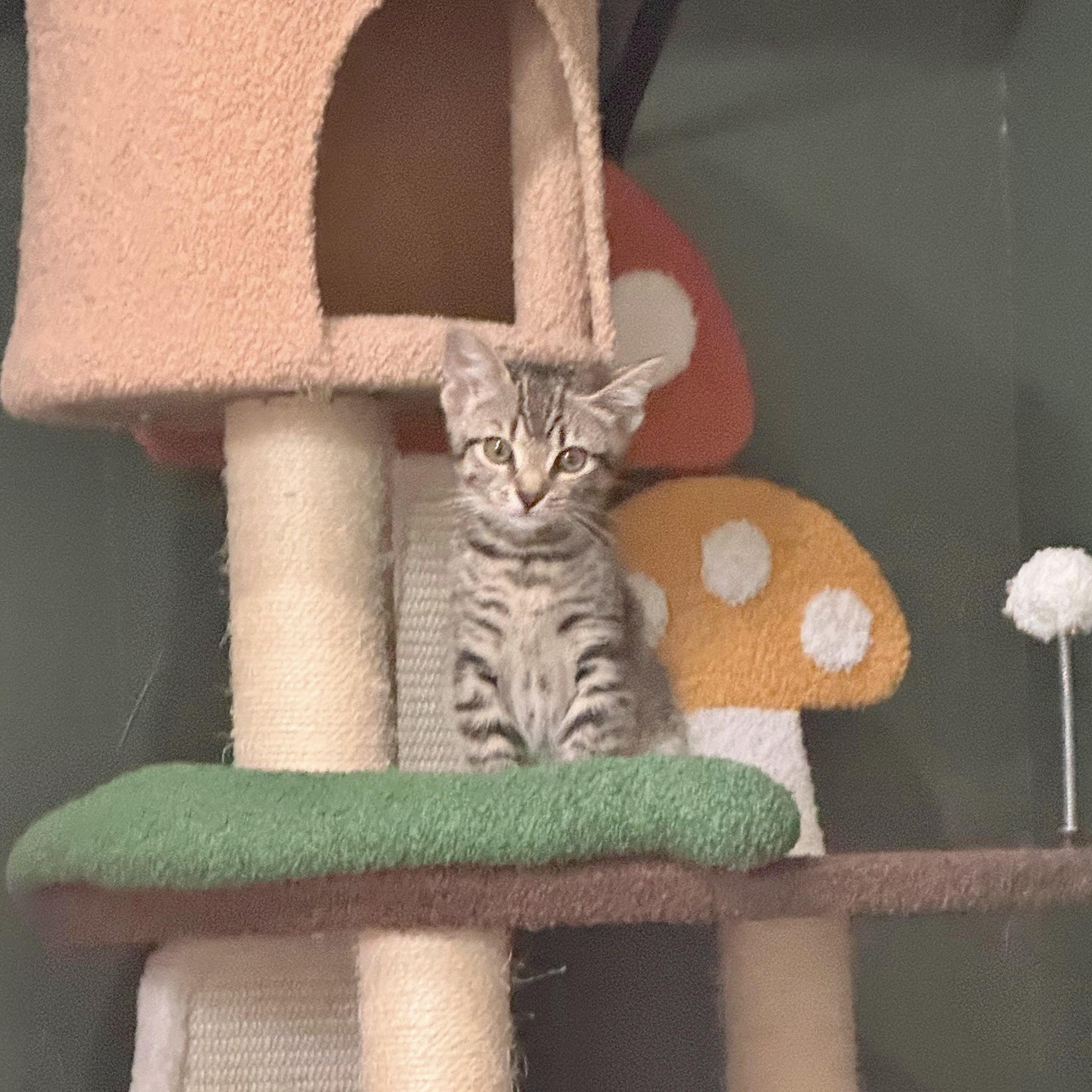 Enlarge Viserion, a Adoptable Domestic Short Hair in Richmond, VA image 2/6