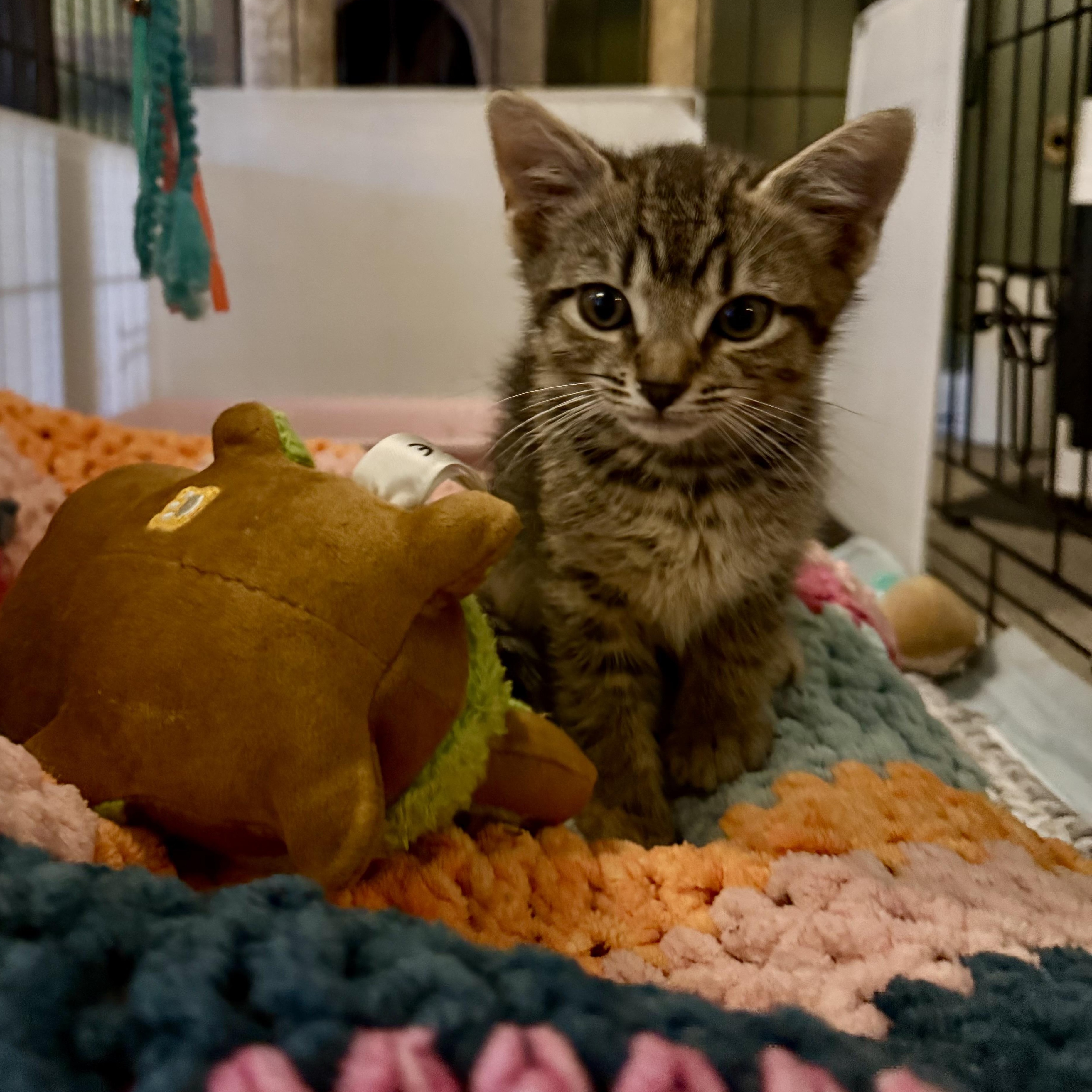 Enlarge Viserion, a Adoptable Domestic Short Hair in Richmond, VA image 6/6