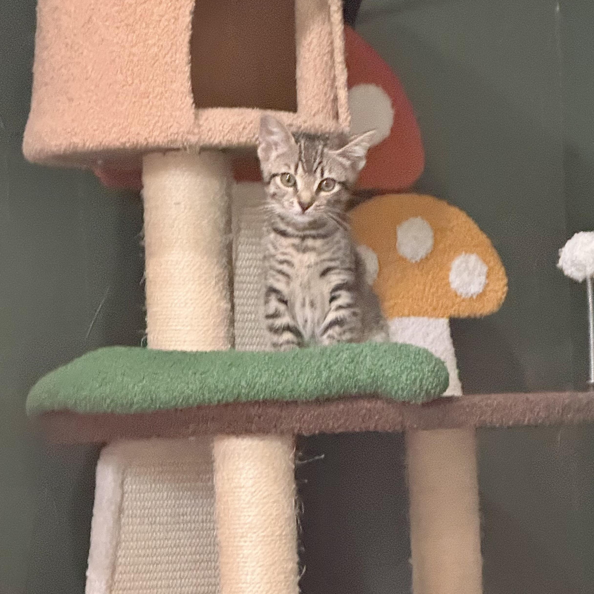 Enlarge Viserion, a Adoptable Domestic Short Hair in Richmond, VA image 5/6