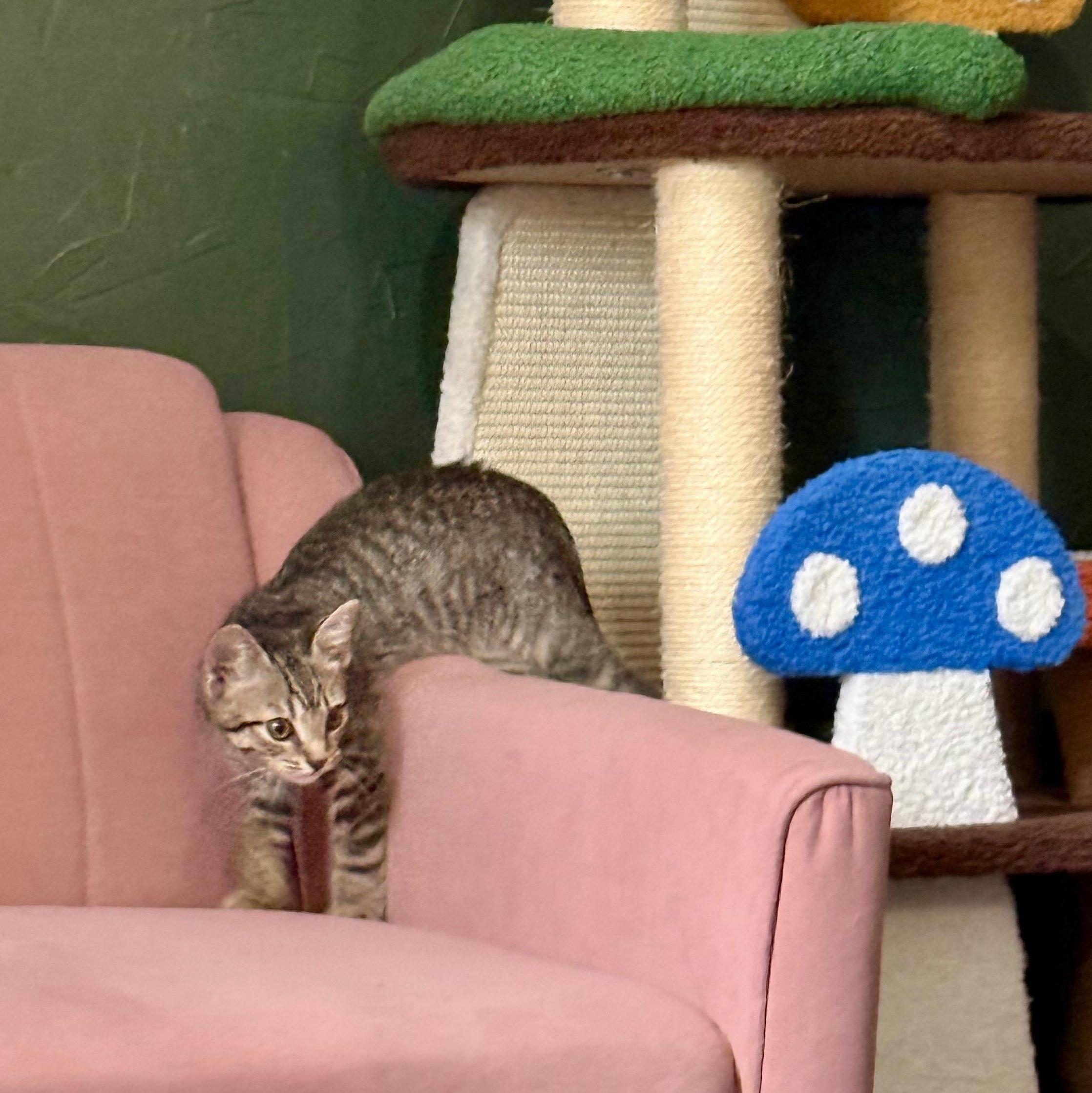 Enlarge Viserion, a Adoptable Domestic Short Hair in Richmond, VA image 3/6