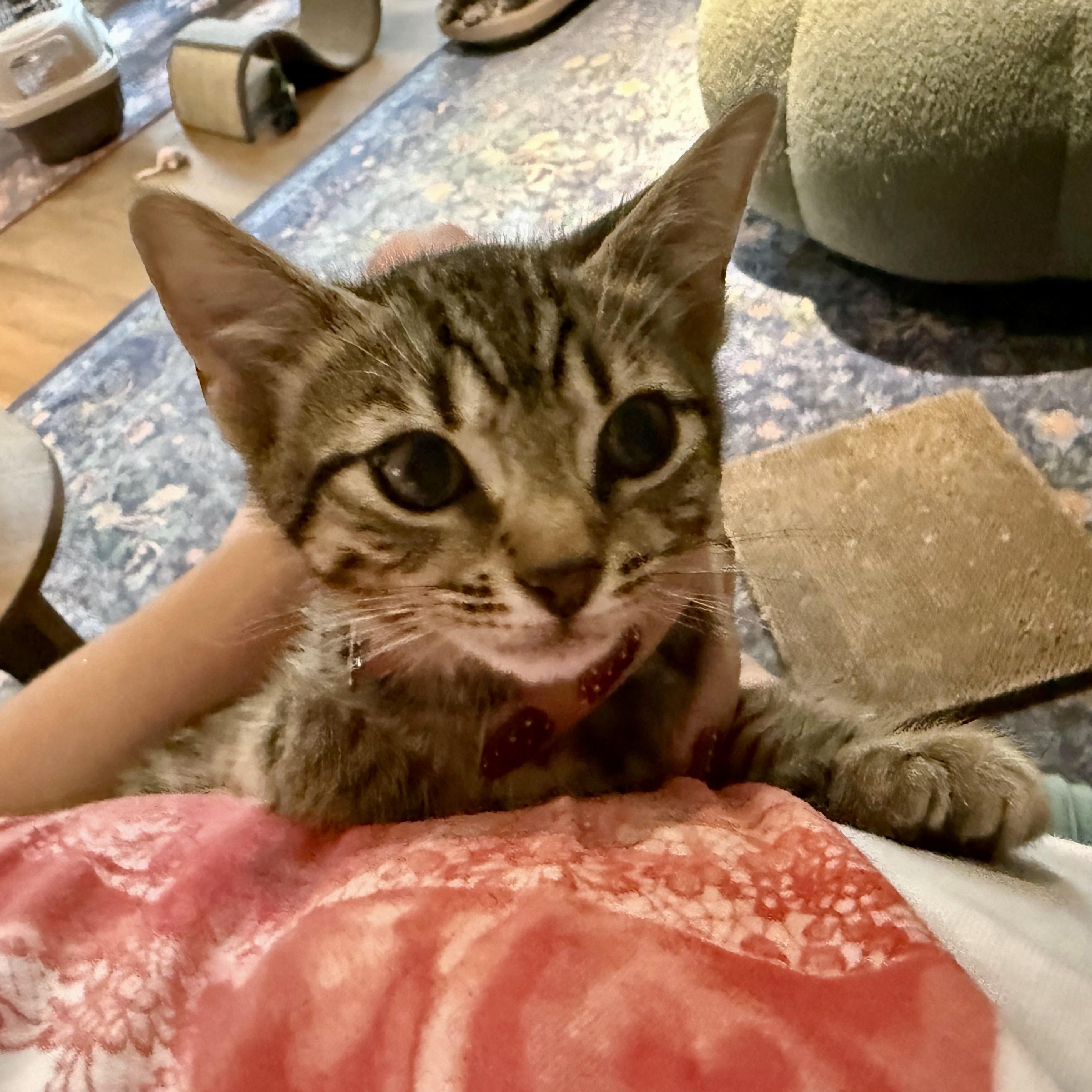 Viserion, Adoptable, Kitten Male Domestic Short Hair.