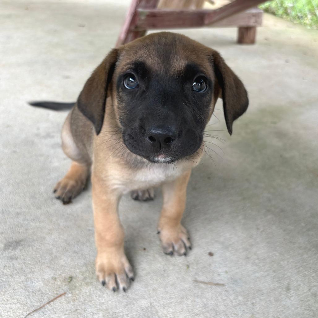 Donatello, Adoptable, Puppy Male Shepherd & Hound.