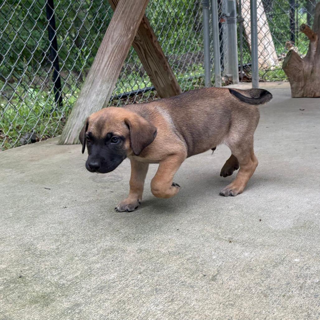 Enlarge Donatello, a Adoptable mixed breed in Cabot, AR image 2/4