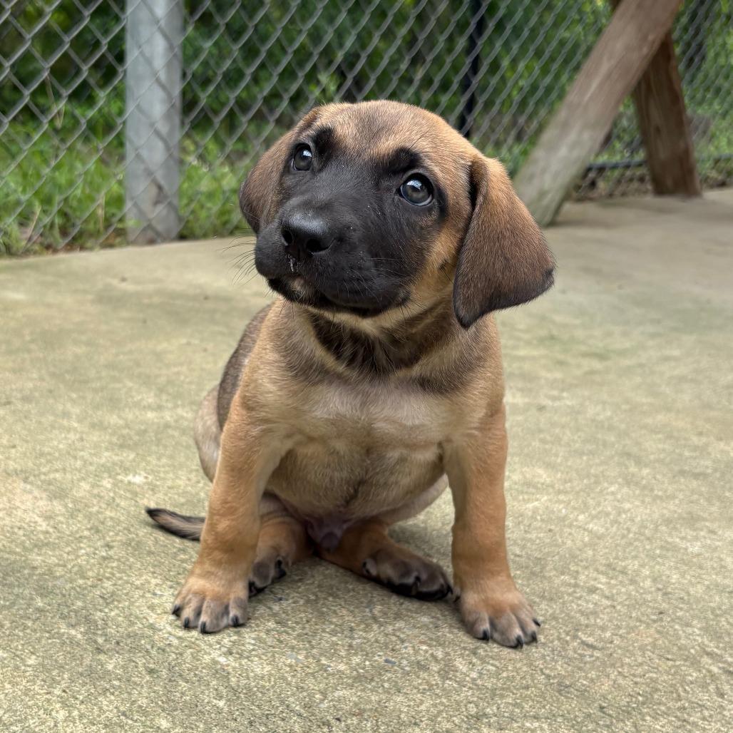 Enlarge Donatello, a Adoptable mixed breed in Cabot, AR image 3/4